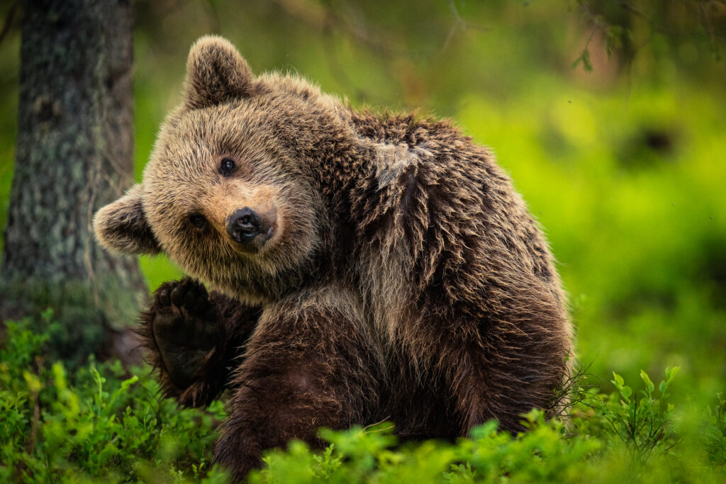 Wild Brown Bear in Arctic Lakeland Finland