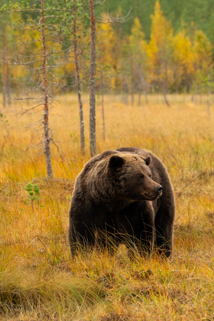Brown bear in a swamp in Arctic Lakeland Finland