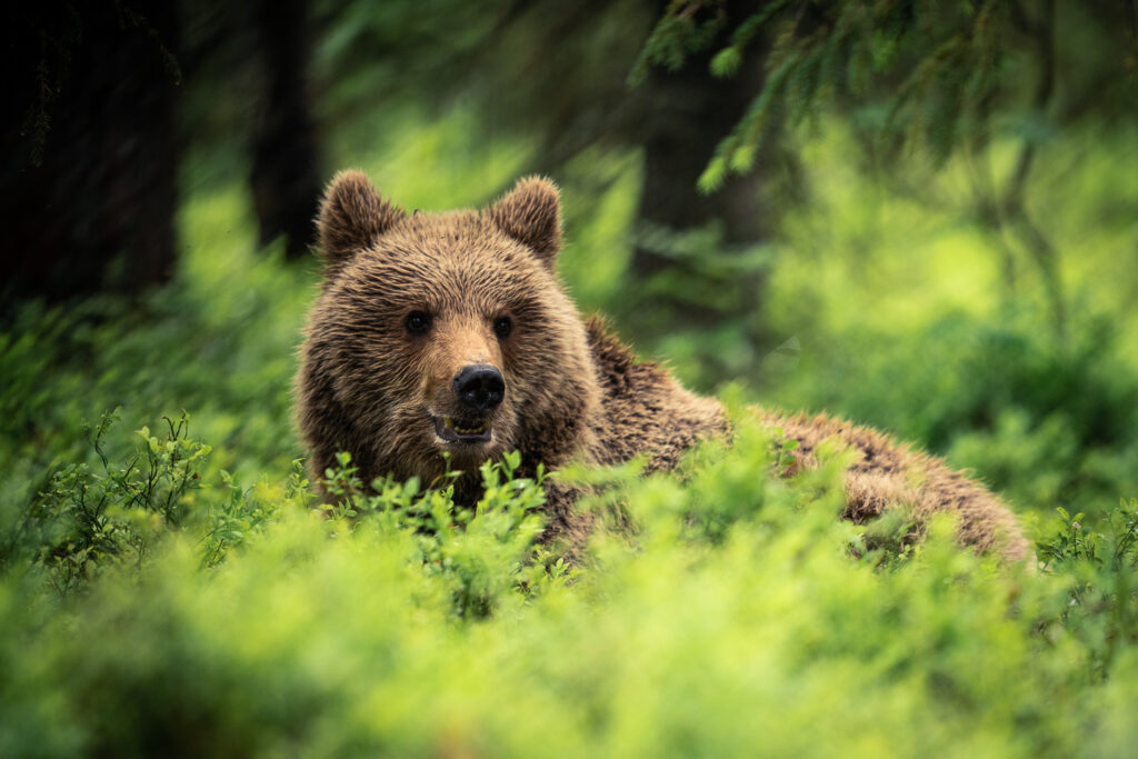 Wild Brown Bear in Arctic Lakeland Finland 
