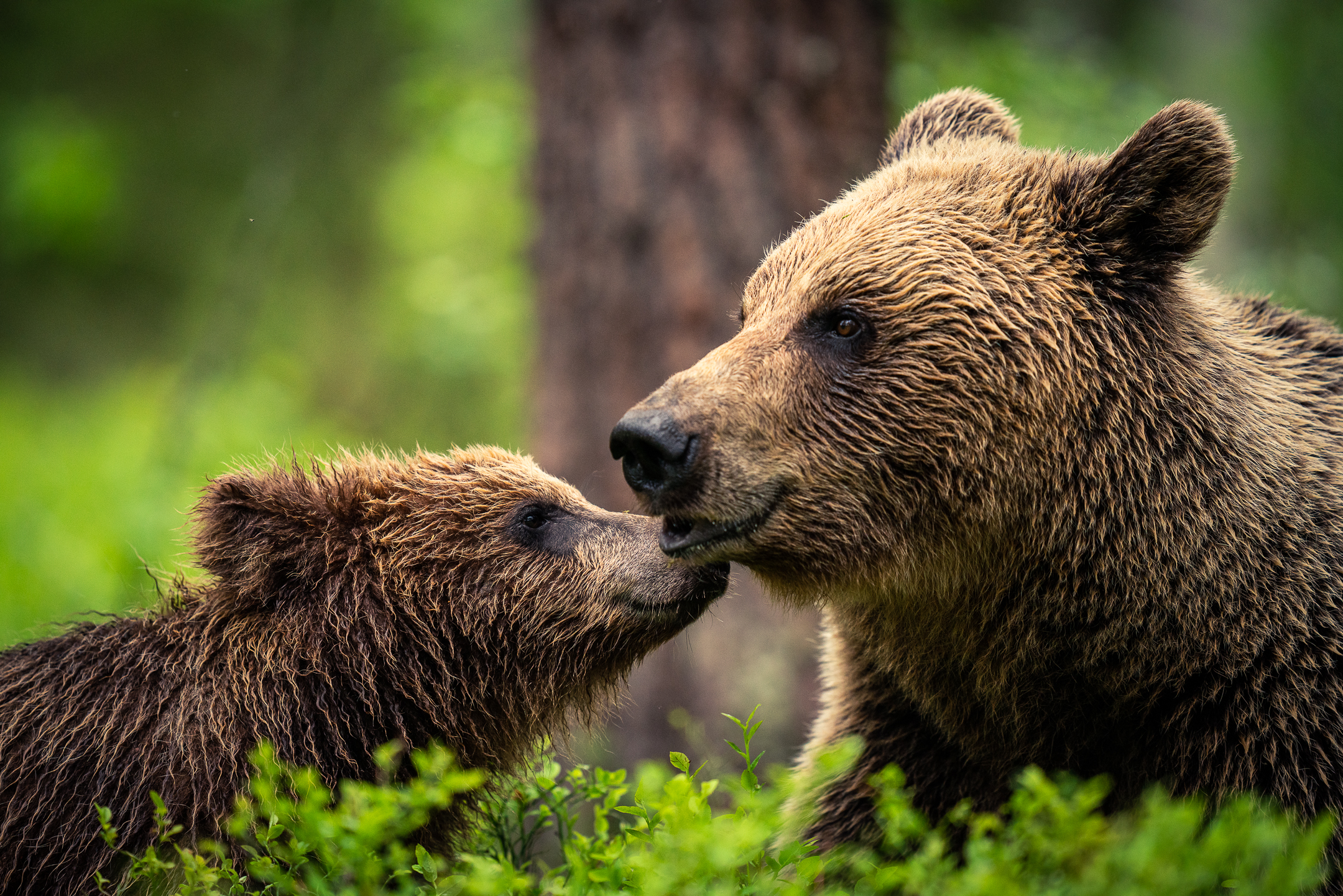 Brown bear and baby cup in Arctic Lakeland Finland