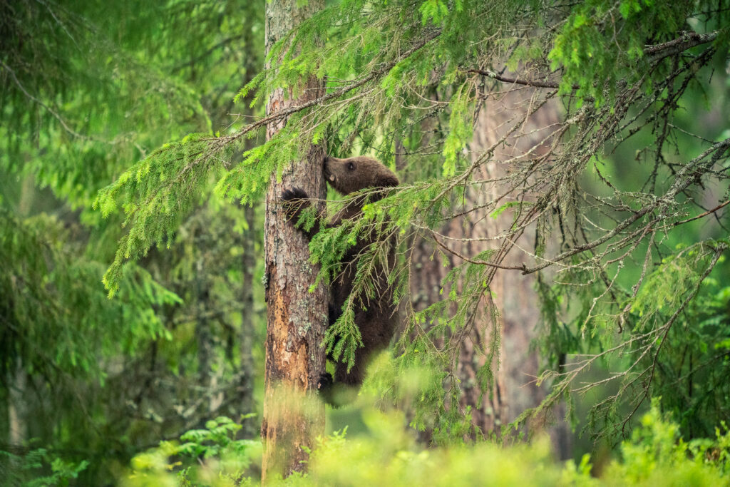 Climbing bear cup in Arctic Lakeland Finland