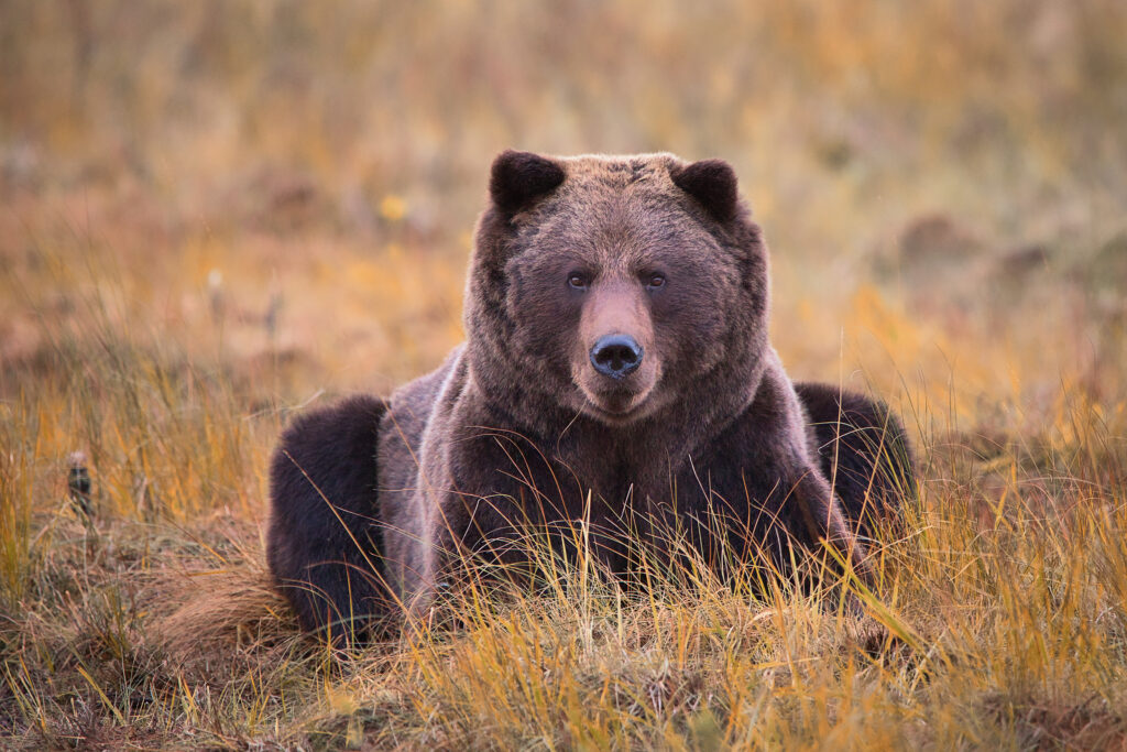 Brown bear enjoy autum folliage in Arctic Lakeland Finland