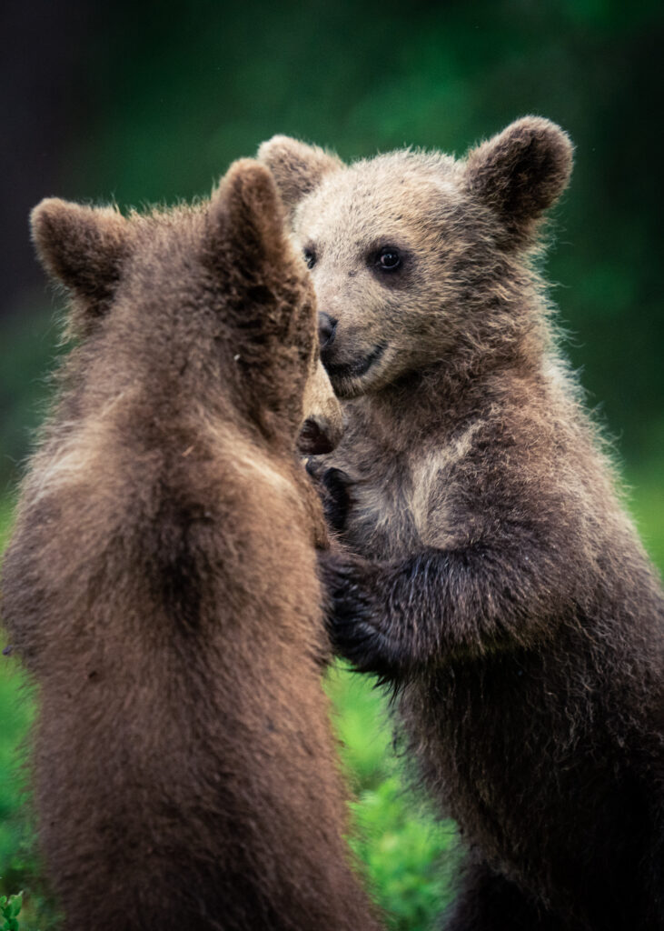 Bear cups at Arctic Lakeland